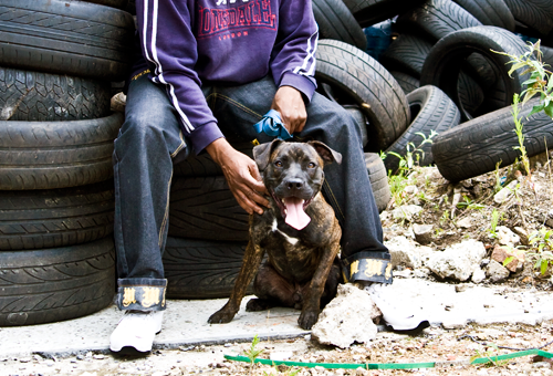 Dogs Trust